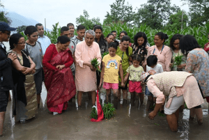 शीतल निवासमा धान रोपाइँ