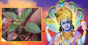 आज हरिशयनी एकादशी : घरका मठमा तुलसी रोपियो
