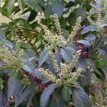 आज हरिबोधिनी एकादशी, तुलसीको पूजाराधना गरी पर्व मनाइदै आज हरिबोधिनी एकादशी, तुलसीको पूजाराधना गरी पर्व मनाइदै