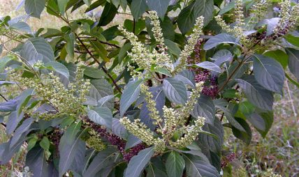 आज हरिबोधिनी एकादशी, तुलसीको पूजाराधना गरी पर्व मनाइदै आज हरिबोधिनी एकादशी, तुलसीको पूजाराधना गरी पर्व मनाइदै