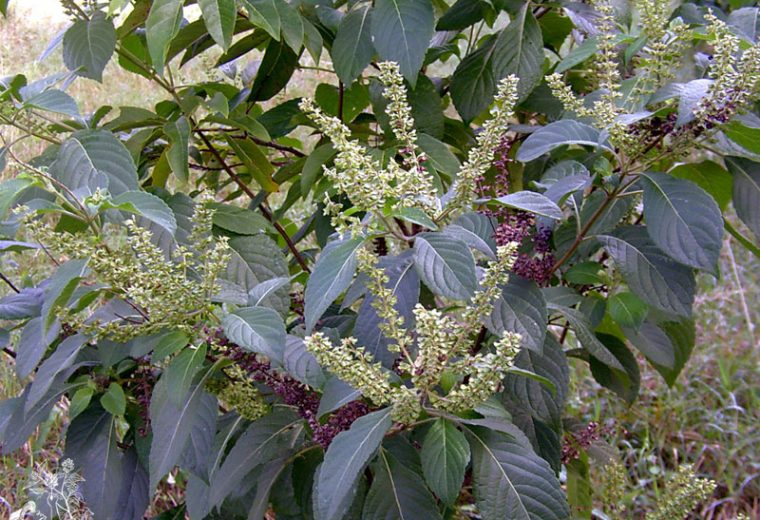 आज हरिबोधिनी एकादशी, तुलसीको पूजाराधना गरी पर्व मनाइदै आज हरिबोधिनी एकादशी, तुलसीको पूजाराधना गरी पर्व मनाइदै