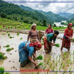 देशभर ४५.८१ प्रतिशत मात्रै धान रोपाइँ, गत वर्षभन्दा प्रगति सुस्त