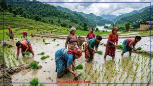 देशभर ४५.८१ प्रतिशत मात्रै धान रोपाइँ, गत वर्षभन्दा प्रगति सुस्त